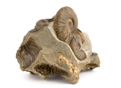 Decorative fossil # 37003 stone ammonite