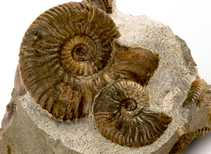 Decorative fossil # 37003 stone ammonite