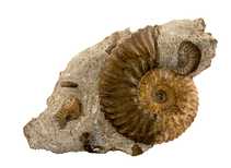 Decorative fossil # 37005 stone ammonite