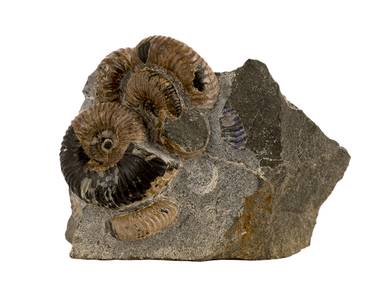 Decorative fossil # 37006 stone ammonite