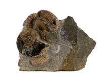 Decorative fossil # 37006 stone ammonite