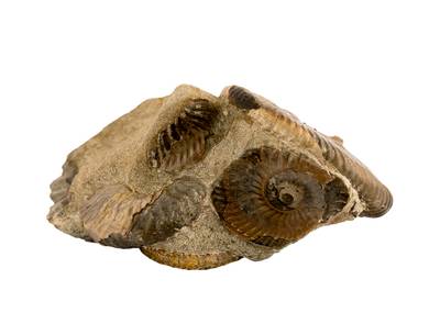 Decorative fossil # 37007 stone ammonite