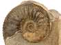 Decorative fossil # 37007 stone ammonite