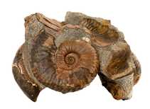 Decorative fossil # 37008 stone ammonite