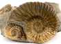 Decorative fossil # 37009 stone ammonite