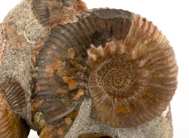 Decorative fossil # 37010 stone ammonite