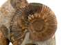 Decorative fossil # 37010 stone ammonite