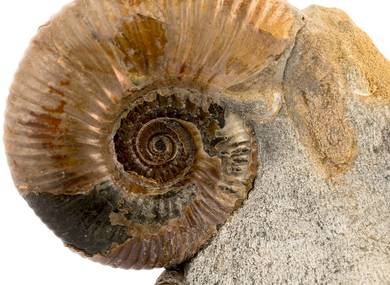 Decorative fossil # 37011 stone ammonite