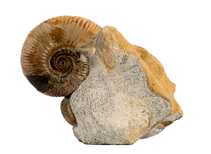 Decorative fossil # 37011 stone ammonite