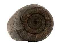 Decorative fossil # 37012 stone ammonite