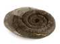 Decorative fossil # 37012 stone ammonite
