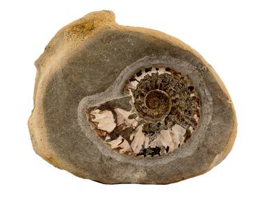 Decorative fossil # 37013 stone ammonite