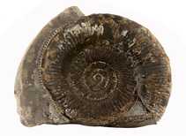 Decorative fossil # 37014 stone ammonite