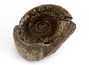Decorative fossil # 37014 stone ammonite