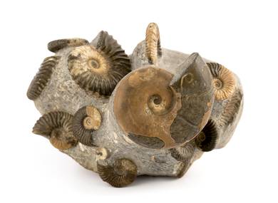 Decorative fossil # 37015 stone ammonite