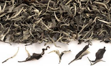 White Tea from Wild Tea Trees Moychay Tea Forest Project Thailand autumn 2022 bunch AU01-limited 54 kg 