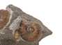 Decorative fossil # 43988 ammonite