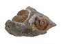 Decorative fossil # 43988 ammonite