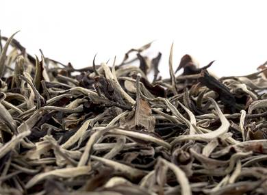 Thailand Maetaeng White Tea from the old Assamica trees Moychay Tea Forest Project Feb 2023